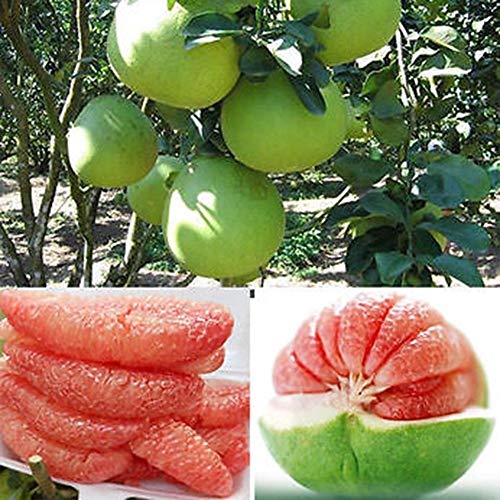 TankMR Farms Seeds 40Pcs Red Pomelo Citrus Grapefruit Shaddock Sweet Fruit Tree Garden Plant Seeds for Garden Balcony/Patio - Red Pomelo Seeds