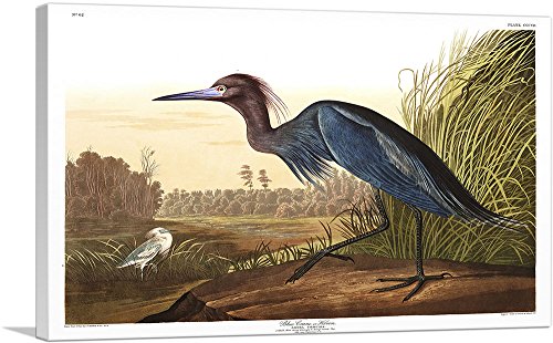 ARTCANVAS Little Blue Heron Canvas Art Print Stretched Framed Painting Picture Poster Giclee Wall Decor by John James Audubon - 18" x 12" (0.75" Deep)