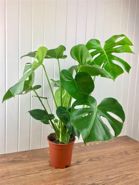 Mphmi Plant NCR Live Monstera acuminata - Plant (B0CGP1VT5H) Amazon Price History, Amazon Price Tracker