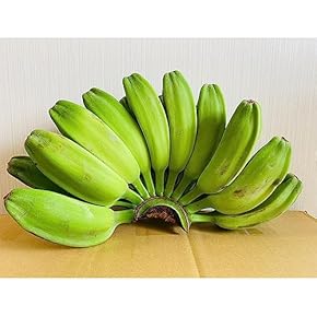 iomari◆絶対糖度の頂点 260cm来年収穫用、　マッサンバナナ バナナ - Amazon.co.jp