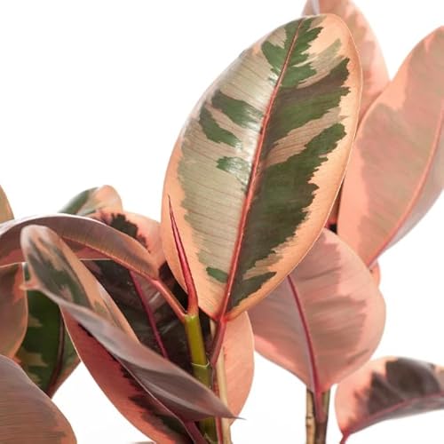 Ficus Elastica Ruby Natural un Árbol de Interior en Rosa para Enamorarse