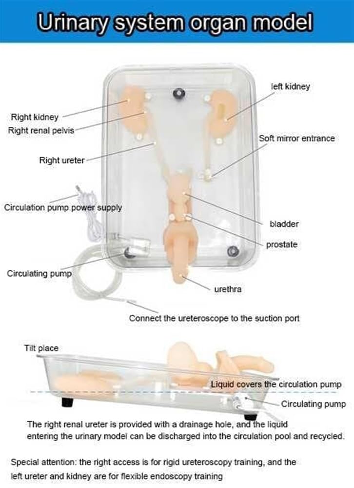 Model anatomiczny, Model szkoleniowy do symulacji ureteroskopii Silikonowy model nerki