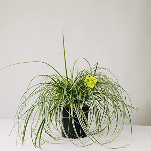 plantì pianta vera carex oshimensis everest, carice variegato - pianta sempreverde da vaso o da esterno, con foglie giallo-verdi e alta resistenza - diametro vaso 19 cm