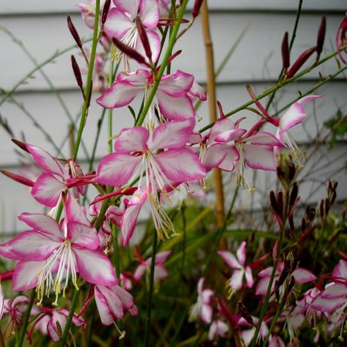 Image of Plant Theory 9cm Pot Oenothera Lindheimeri Rosyjane Gaura Perennial