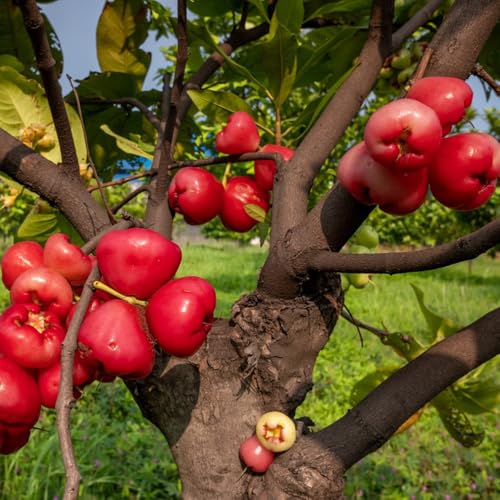 semillas de syzygium samarangense, semillas de plantas de interior semillas de bonsái para bancales elevados árboles de jardín resistentes semillas de frutas plantas raras árboles 75pcs