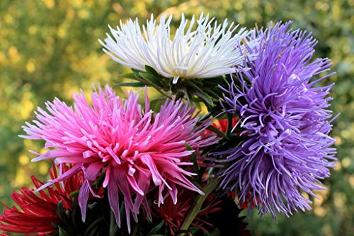 Seeds4Planting - Seeds Aster Krallen Mix Annual Flowers Non Gmo #TOP3