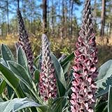 semillas de altramuz organicas - resistentes para el jardín, decorativas, altramuces de altramuz, Balcón, resistentes 50pcs