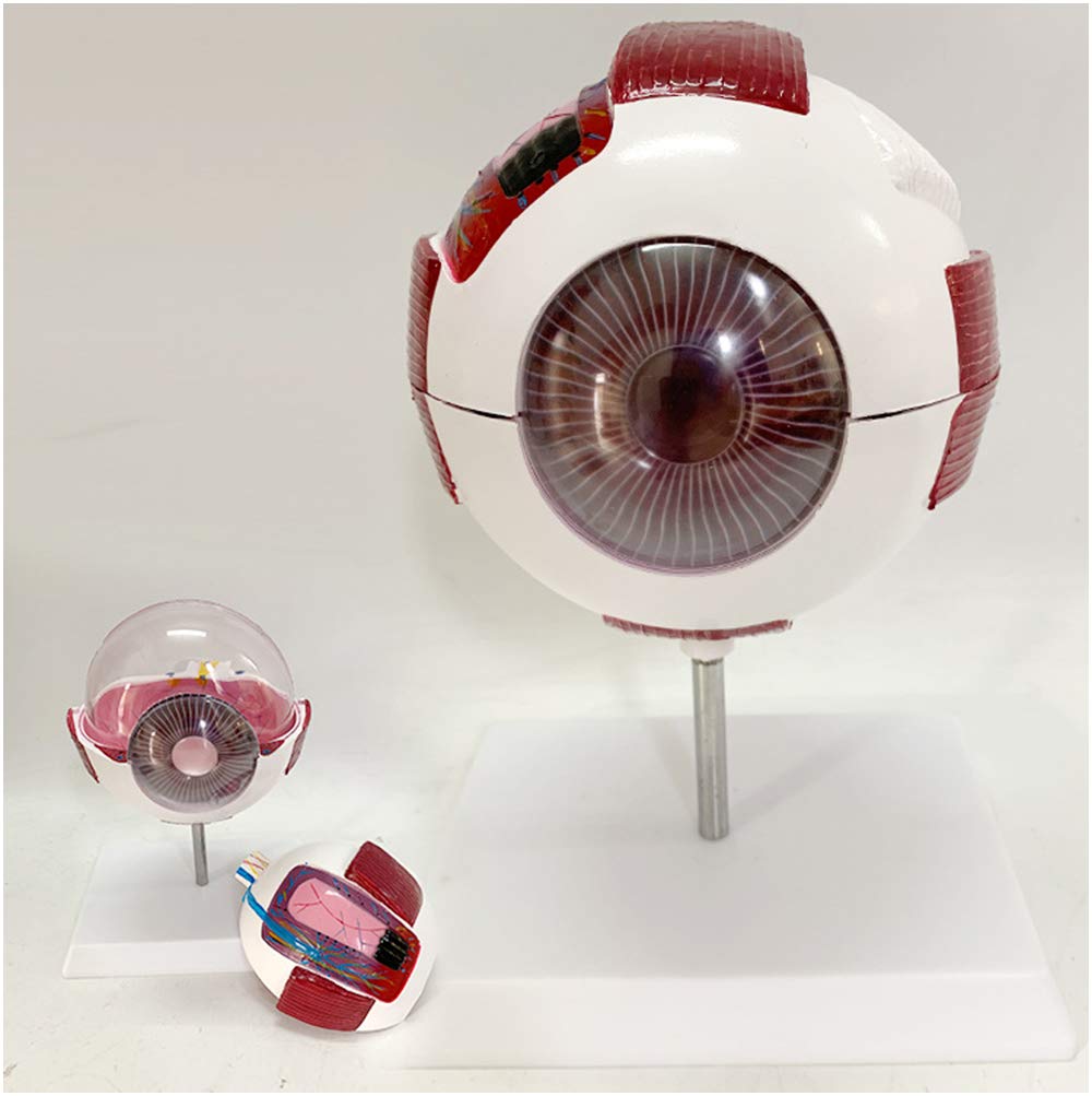 sjdoPulse Human Eyeball Model - Human Organ Anatomy Model 6X Magnification Eyeball Model - Pvc Material Eyeball Anatomy Model - for Medical Study Educational Teaching (A)