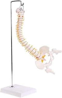 Modelo Humano de 45 cm, Modelo de Columna Humana Flexible de Color Blanco, Modelo de Esqueleto de tamaño Natural 1:1, Modelo de enseñanza de anatomía para educación científica, Modelo de anatomía.A