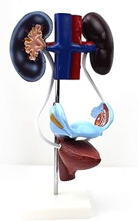 Urinary Human Anatomical Model,Medical Anatomical Female Genitourinary System Model Human Kidney Uterine Bladder Anatomy Hand Painted PVC Material for Educational