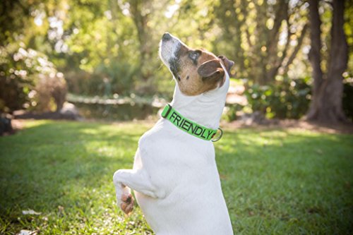 FRIENDLY (Known as Friendly) Green Colour Coded Neoprene Padded Dog Collar PREVENTS Accidents By Warning Others Of Your Dog In Advance (Small-Medium) - Image 3
