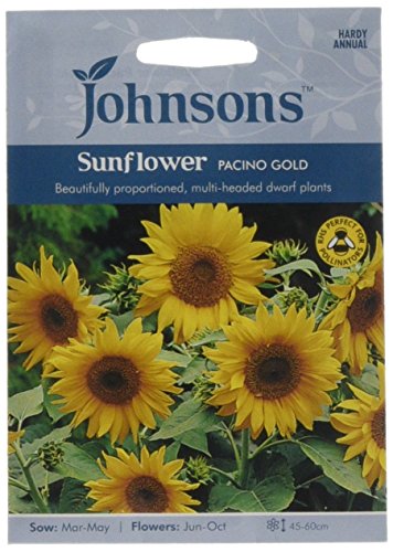 Johnsons 16992 Flower Seeds, Sunflower Pacino Gold, Yellow