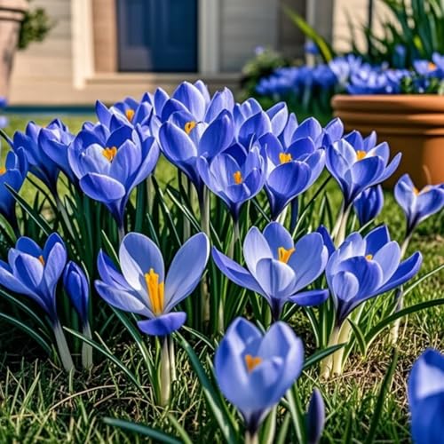 Perennial Crocus Bulbs/Suitable for Autumn Planting and Spring Flowering/Professional Planting for Stunning Garden Displays-4 Bulbs-A