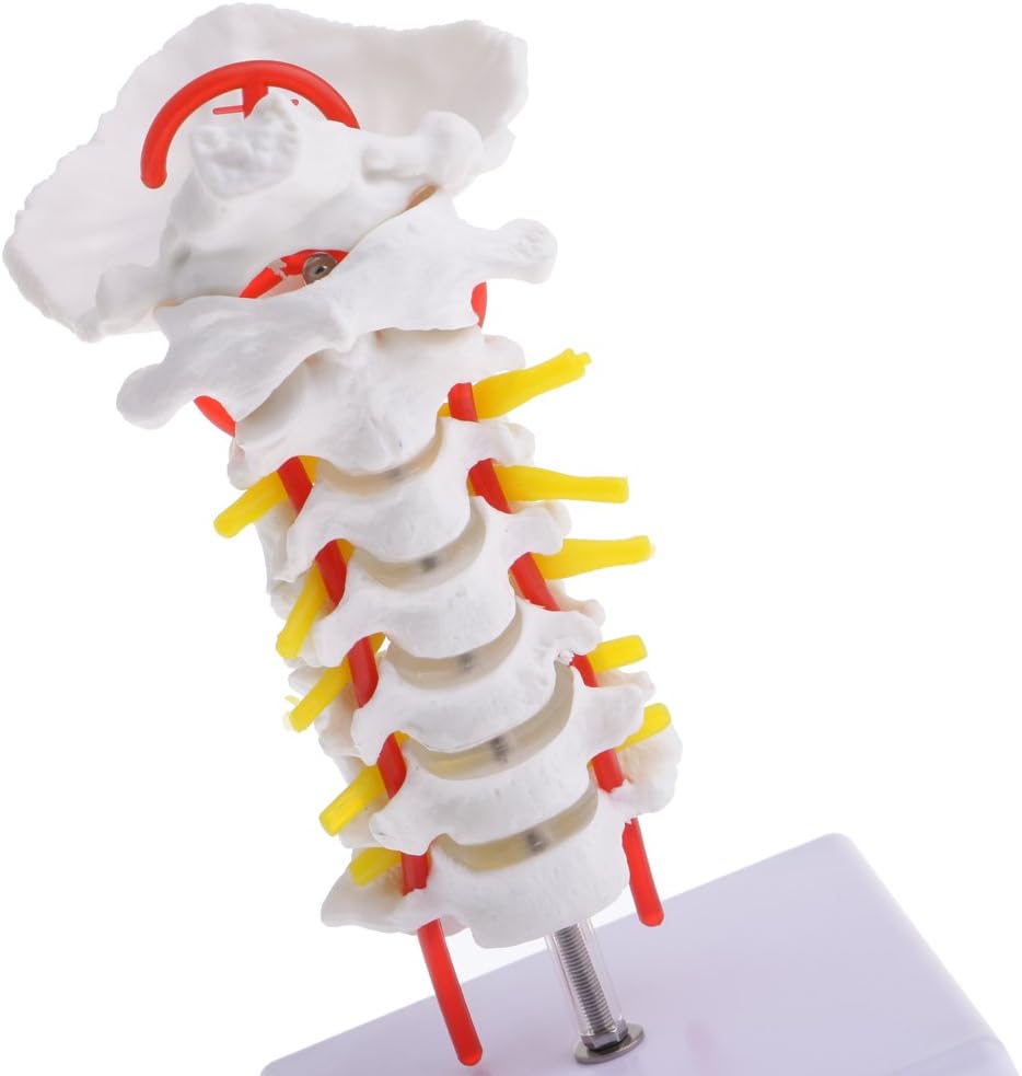Life Size Human Cervical Vertebra Model with Carotid Artery for Anatomy Study Kit - DetailedMaterial - Teaching Tool & Lab Display - 18cm Height - Science Classroom D