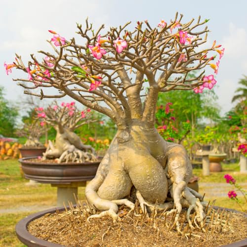 Pink Desert Rose Plant Live, Adenium Obesum Seedlings Well-Rooted, Starter Plants 4 to 5 Inc Tall, Indoor Outdoor Growing, Pink Blooms