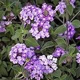Attractive Flowering Perennials, Purple Trailing Lantana Starter Plant