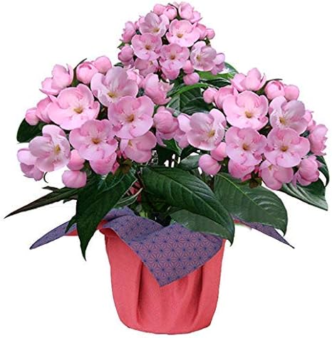 Amazon ハッピーガーデン 敬老の日 におい桜 ルクリア 5号 鉢植え 風呂敷の色 C朱赤 観葉植物 オンライン通販