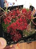 PLAT FIRM Germinación de Las Semillas: Drosera spatulata â€œTamlinâ€ 25 Semillas - Planta de Sundew Canivorous