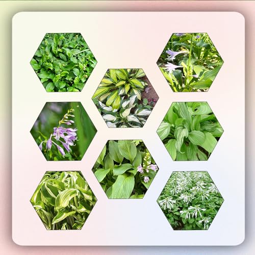 750 piezas Semillas resistentes de la planta Hosta. inusuales macetas plantas en macetas resistentes al exterior Semillas de flores decoración planta flores silvestres