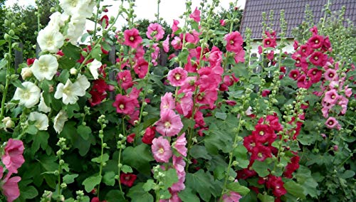 Seeds Hollyhock Spring Mix Mallow Annual Flowers for Planting Non GMO