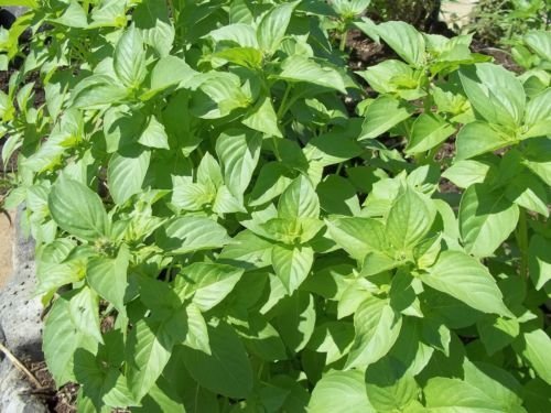 LIME BASILIC Ocimum Basilicum Herb Seed NON OGM Paquet de 500 graines