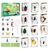 Artojoy Insect in Resin Specimen, 12 PCS Scientific Educational Bugs Collection, Real Specimens of Various Butterflies and Beetles Preserved, Stickers, Science Classroom Preschool Display(Total 61pcs)