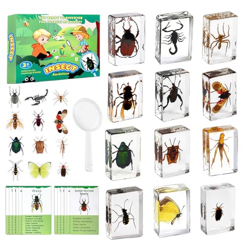 Artojoy Insect in Resin Specimen, 12 PCS Scientific Educational Bugs Collection, Real Specimens of Various Butterflies and Beetles Preserved, Stickers, Science Classroom Preschool Display(Total 61pcs)