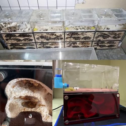 Expansão infinita Formiga Fazenda Concreto Ninho de Formiga Acrílico Casa de Insetos Colônia Bebedor
