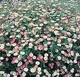 50 Erigeron Karvinskianus Seeds a. K. a Santa Barbara Daisy and Mexican Daisy