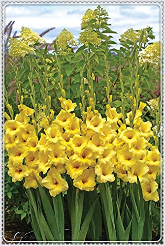 Bulbi di gladiolo,Colori Splendidi Per Un Valore Visivo,issima-1,3Bulbis