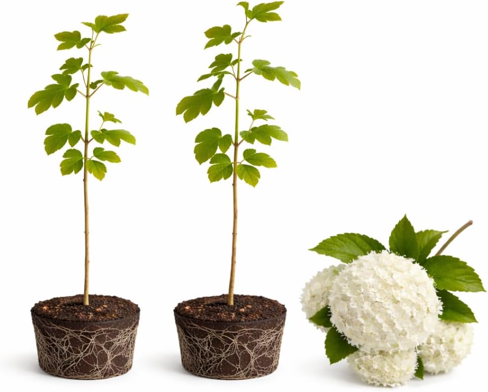2 Japanese Snowball Live Shrubs – 6 to 12 Inch Tall | Viburnum plicatum | Elegant White Flowering Bushes for Spring Gardens | Dormant Plant