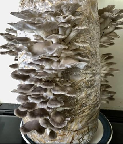 Foragers Table Mushroom Growing Kit, Phoenix Oyster Straw Log X-Large, 1 Meter Long, Mushroom Grow Kit Easy and Fast Growing, Includes Everything You Will Need Including Living Spawn