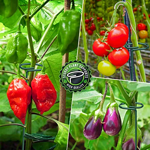 Leobro 4 Pack Plant Support Stakes, Garden Single Stem Flower Plant Support, Plant Cage Support Ring, Plant Sticks, Plant Stakes For Indoor Plants Amaryllis Orchid Peony Tomato Flower, 40Cm/15.8Inch #TOP5