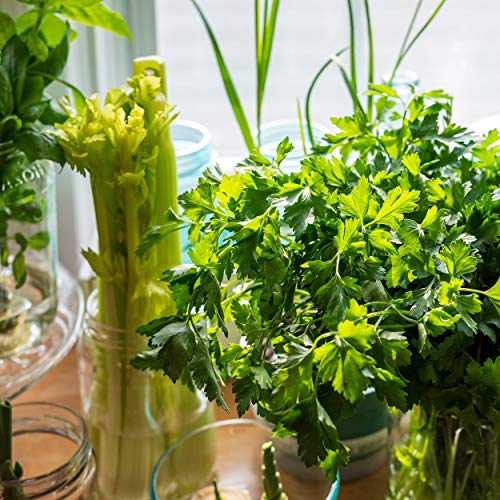 The Old Farmer's Almanac Heirloom Parsley Seeds (Dark Green Italian Flat Leaf) - Approx 1500 Seeds - Non-GMO, Open Pollinated, USA Origin - Image 5