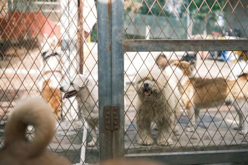 Nearly 500 Beagles Rescued as Ridglan Farms Closes in Wisconsin