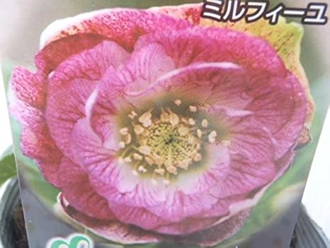 Amazon 松浦園芸 クリスマスローズ ミルフィーユ 12cmポット 観葉植物 オンライン通販