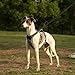 Huntboo Ausbruchsicheres Hundegeschirr, welpengeschirr, Vollständig Reflektierendes Geschirr mit Griff, Wasserdicht, Verstellbare Weste für Kleine Hunde, die Gehen, Trainieren(Schwarz, S)