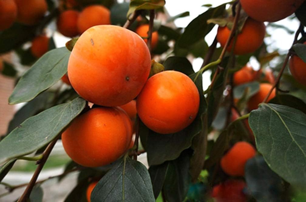 S-pone, 10 Persimmon Fruit Tree Seeds Mixed Delicious Japanese Bonsai Plant Home Garden