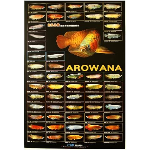 AZOO Arowana Poster Cover