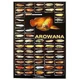 AZOO Arowana Poster