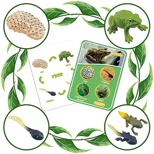 Life Cycle Figures Of Frog, Chicken, Sea Turtle, Butterfly, Wasp, Locust, Science Toys Kit, Animal Figures For Kids Age 3-12 #TOP3