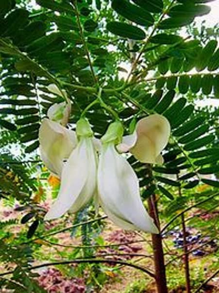 See full amazon price history chart for Sesbania grandiflora seeds , vegetable hummingbird , West Indian pea , katurai, agati seeds, quality organic seeds from home garden Sesbania grandiflora seeds , vegetable hummingbird , West Indian pea , katurai, agati seeds, quality organic seeds from home garden (B0BGGQ4RH1) Amazon Price History, Amazon Price Tracker