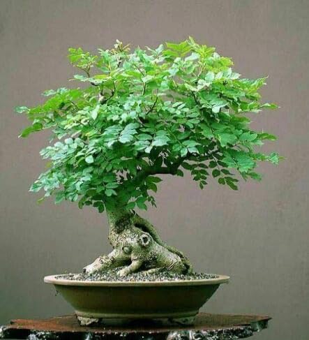 Moringa Tree rare Bonsai live plant (B0CVTPG544) Amazon Price History, Amazon Price Tracker
