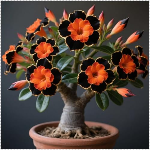 Winterhart Mehrjährig Wüstenrosen Rhizome/Hochwertige Blühende Rhizome/Bepflanzung im Freien Geeignet/Hervorragende Bonsai Präsentation-1 Rhizom-C
