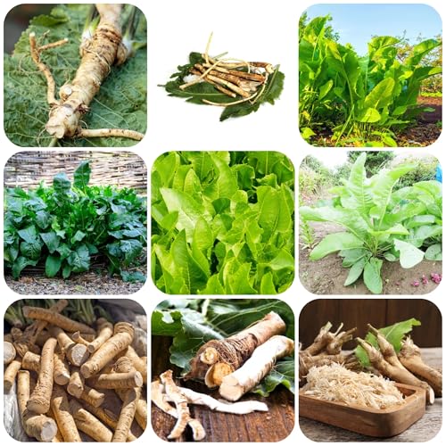 Semillas de rábano picante - Plantas de oficina para jardín interior - Serie de plantas raras - macetas de plantas verdes semillas orgánicas jardín de plantas hierbas de cocina plantas 200pcs