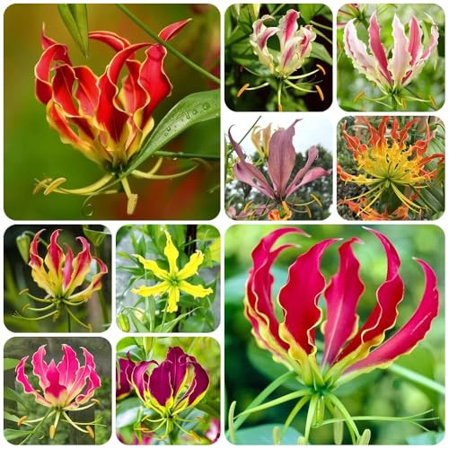 Flammenlilien, seltene gartenarbeit geschenk für sonnige plätze exotische gartenpflanzen balkonpflanzen kletterpflanzen blumenzwiebeln 12Zwiebeln