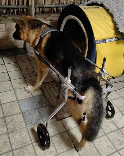 Silla de ruedas para perros que merecen volver a correr y jugar felices