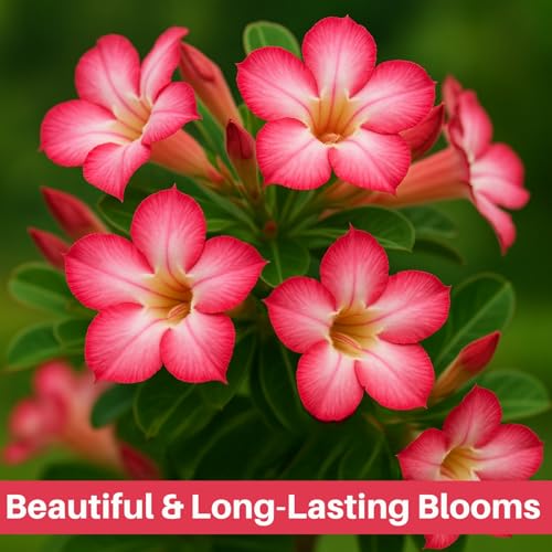 Image of Indian Gardens - Adenium Arabicum Live Plant in Black Pot | Desert Rose Bonsai | Low Maintenance Ornamental Plant for Home & Garden (Arabicum, 4 ' (Min : 2))