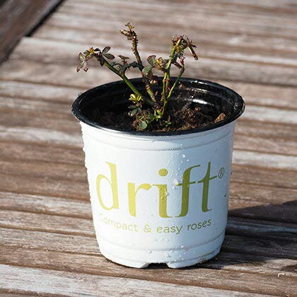 Amazon | バラ 苗 ドリフトローズ 【ピーチドリフト (修景バラ