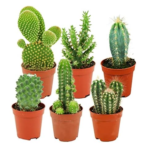 ZynesFlora Mini Kakteen im Set - 6 Stück im 5.5 cm Pflanztopf - Kleiner Kaktus Zimmerpflanze Sammlung - Höhe: 5-10 cm Cover